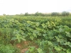 agriculture-de-gombos agriculture-de-gombos