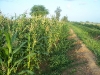 agriculture-de-mais