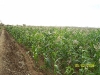 agriculture-diawara agriculture-diawara