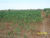 champs-irrigation