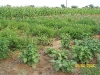 champs-tomate-oignons