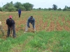 dramane-etudiant-cultivateur