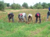 paysans-soninke paysans-soninke