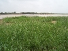 fleuve-senegal-2006