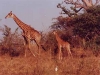 girafe-niokolo-koba