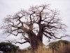 baobab baobab