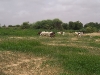 moutons moutons