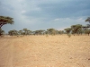 savane-ferlo-senegal savane-ferlo-senegal
