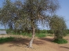 savane-soninke