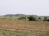 semailles-khole