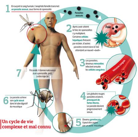 Cycle du paludisme