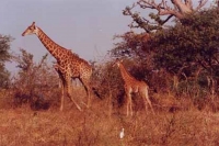 girafe-niokolo-koba.jpg