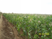 agriculture-diawara.jpg