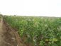 agriculture-diawara.jpg